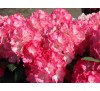 Рододендрон Фантастика С3, 3 года